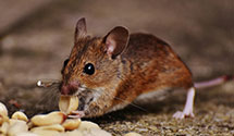 24 Hour & Emergency Exterminators in Boring, OR